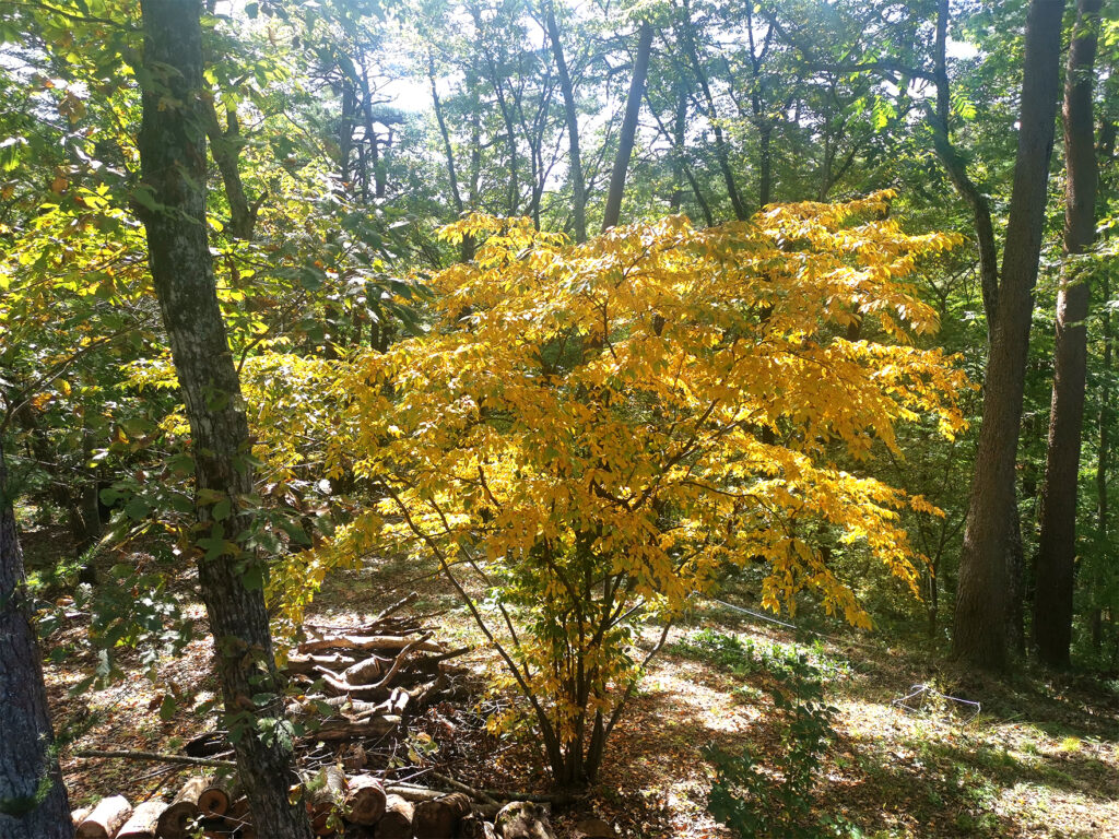 森の暮らし・紅葉狩り