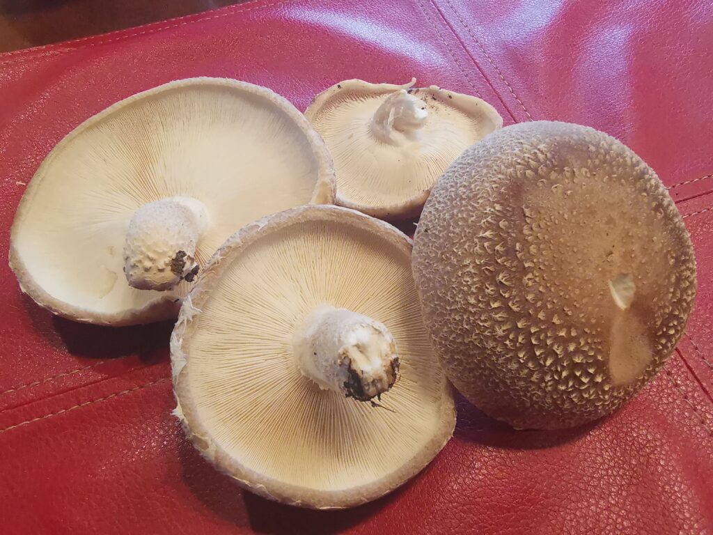 森の暮らし・椎茸が出てました💛
