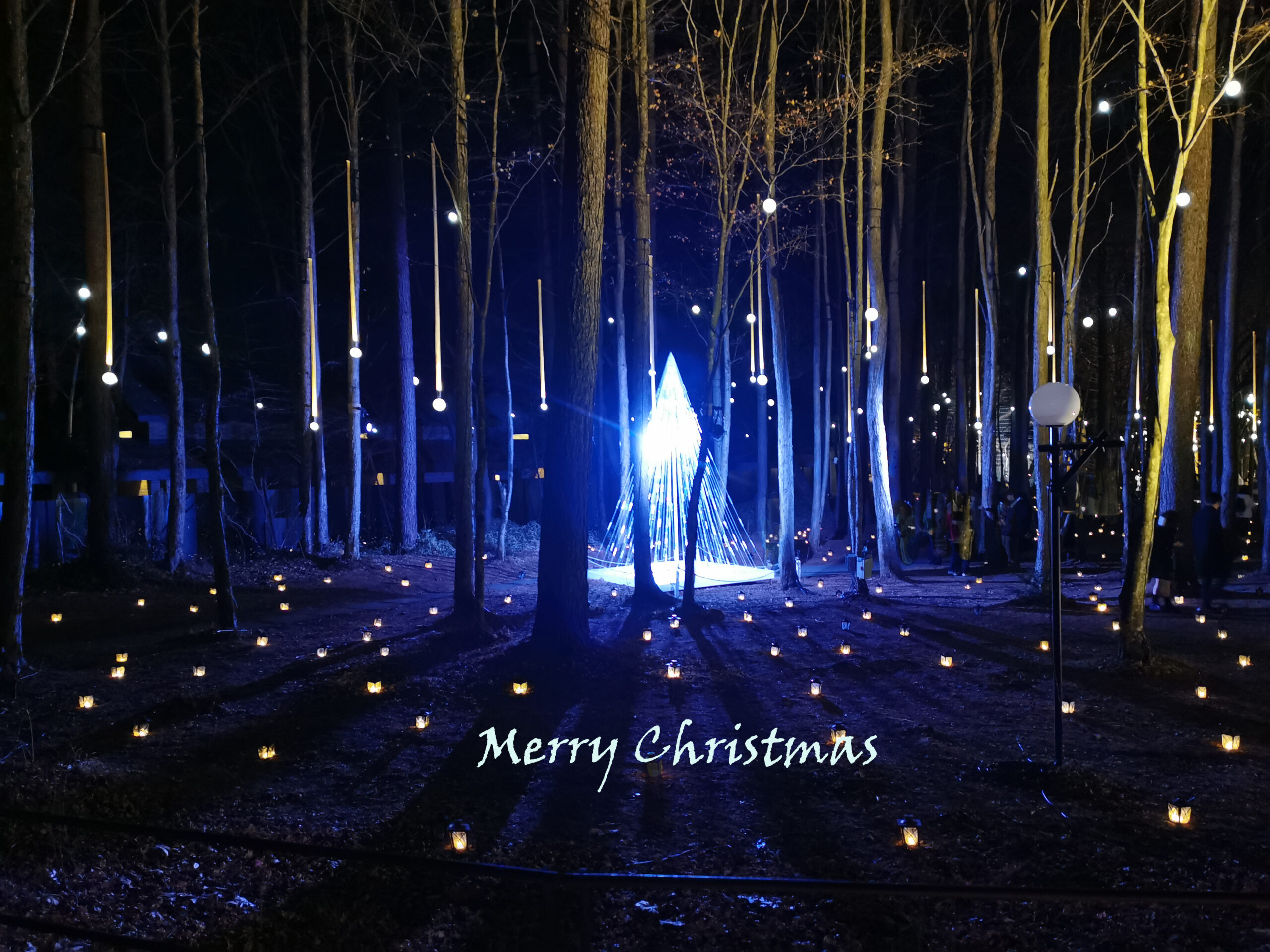 森の暮らし。メリークリスマス！
