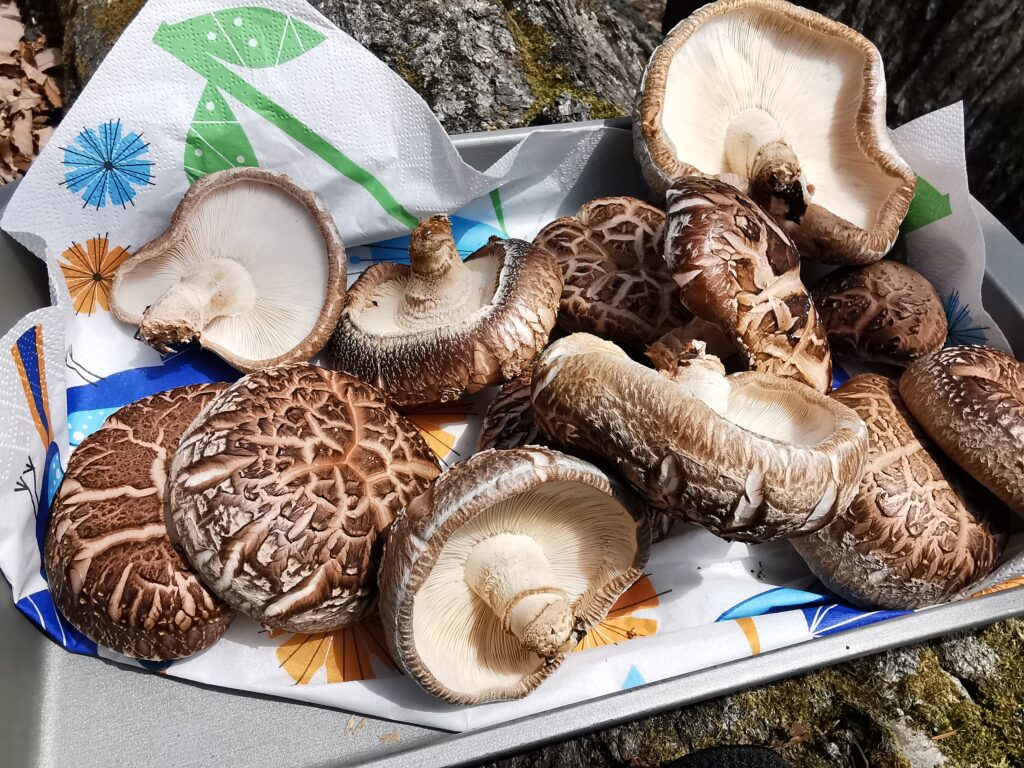 待ってってよかった!やっと椎茸がお目覚めです!